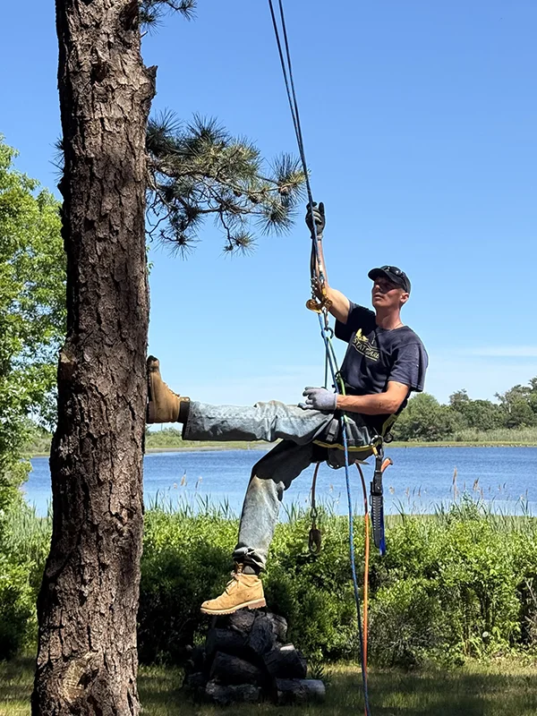Windward arborist in helmet and climbing harness at the base of a mature pine