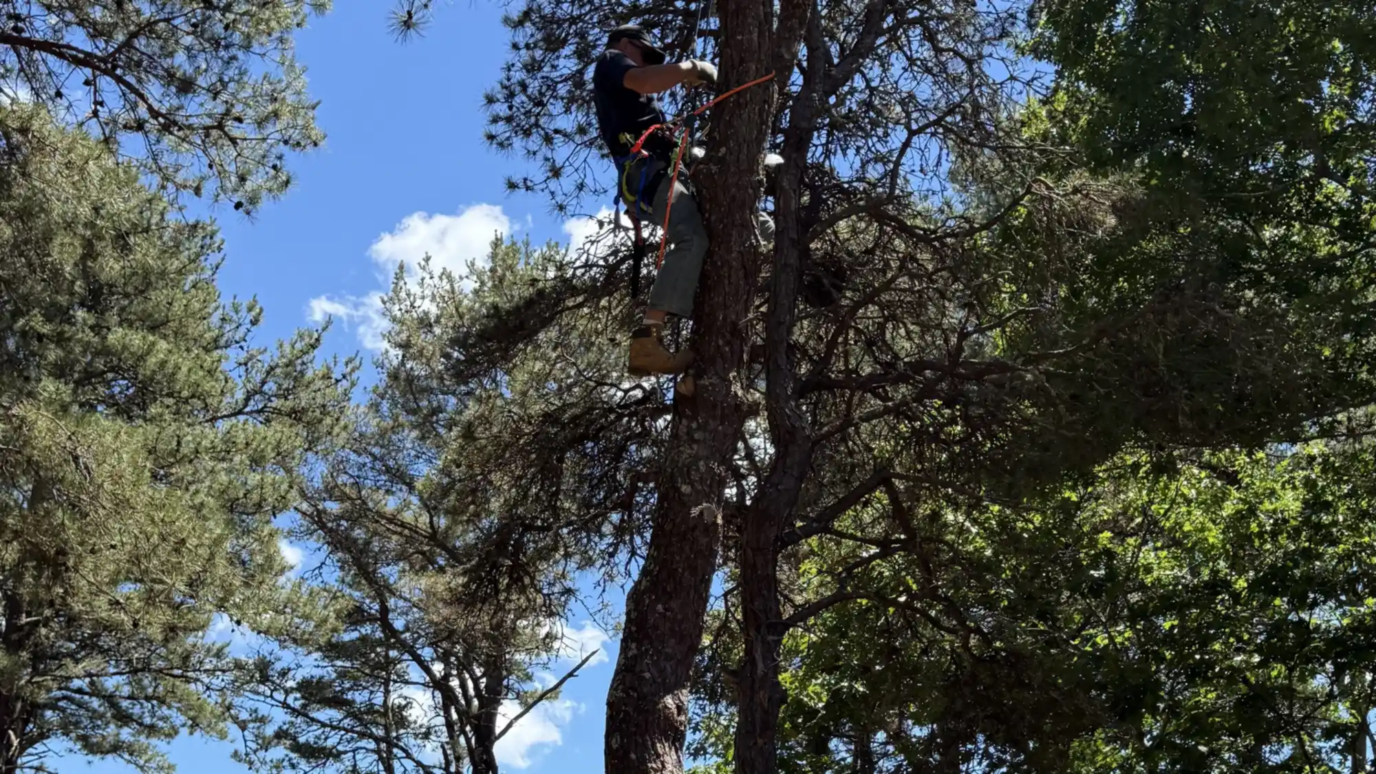 Windward crew working a large pitch pine on a waterfront property