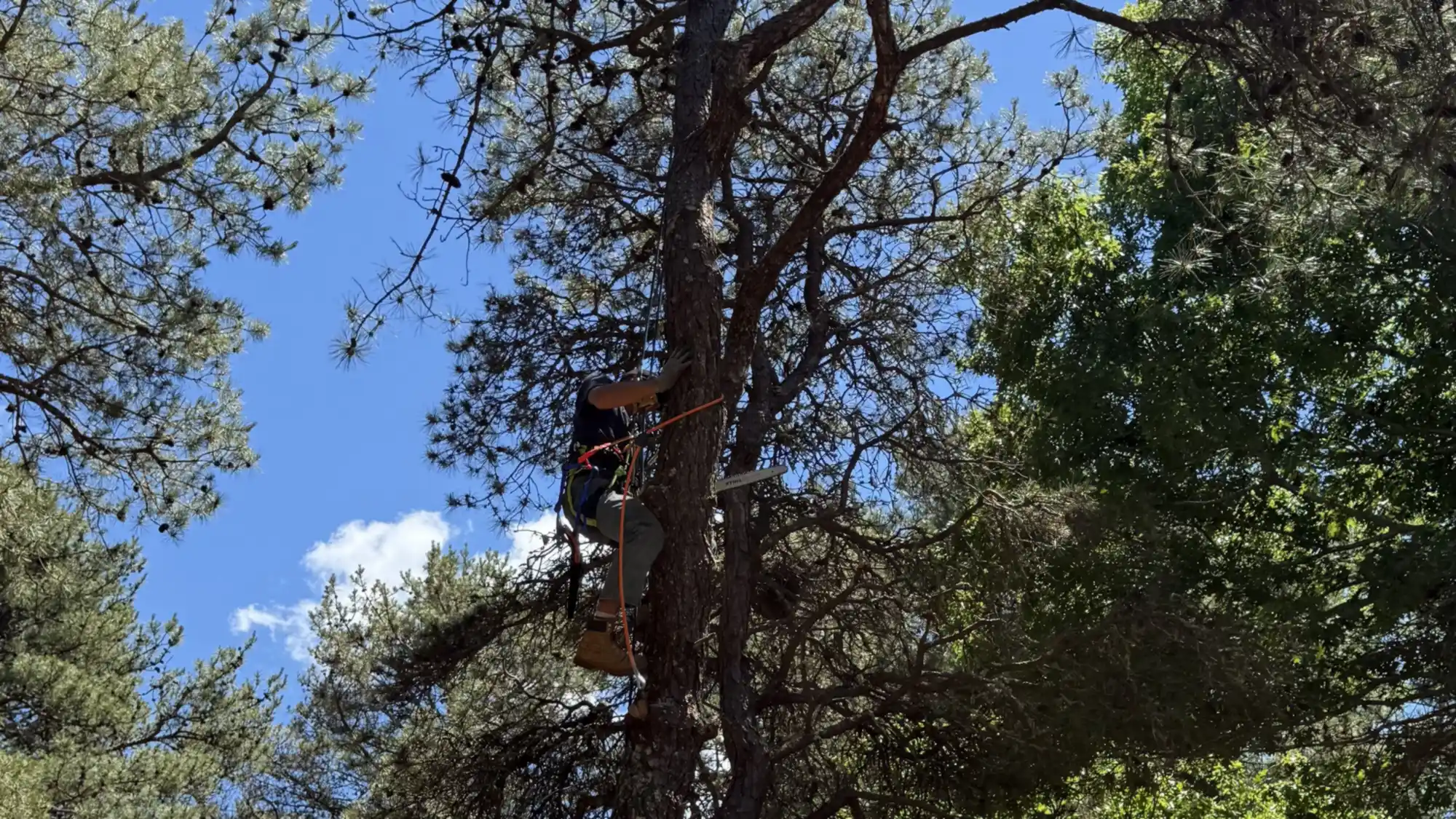 Rigged pine removal on a pond-side property, climbing lines run from the canopy