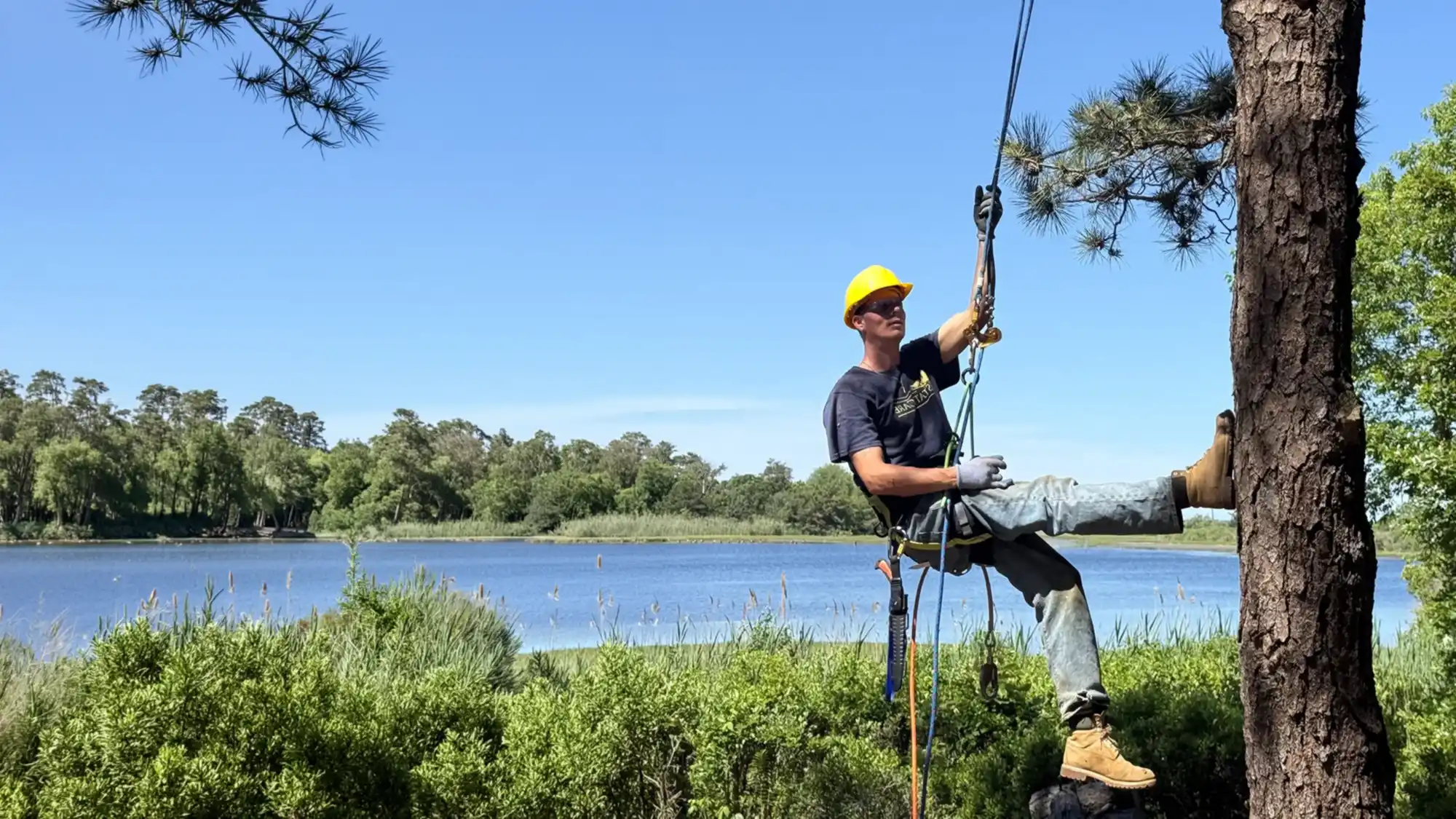 Windward arborist in a climbing harness and helmet, roped into a pitch pine above a Vineyard pond