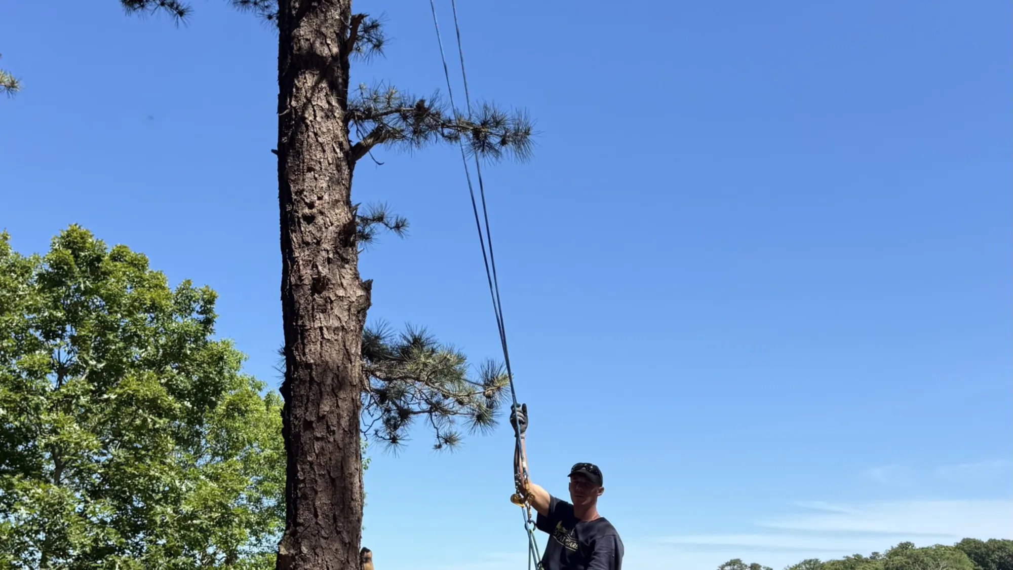 Arborist on a climbing rope beside a tall pitch pine, water and treeline behind