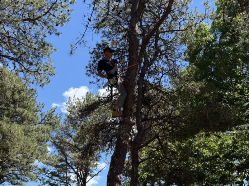 Climber high in the canopy of a large pitch pine during a rigged removal