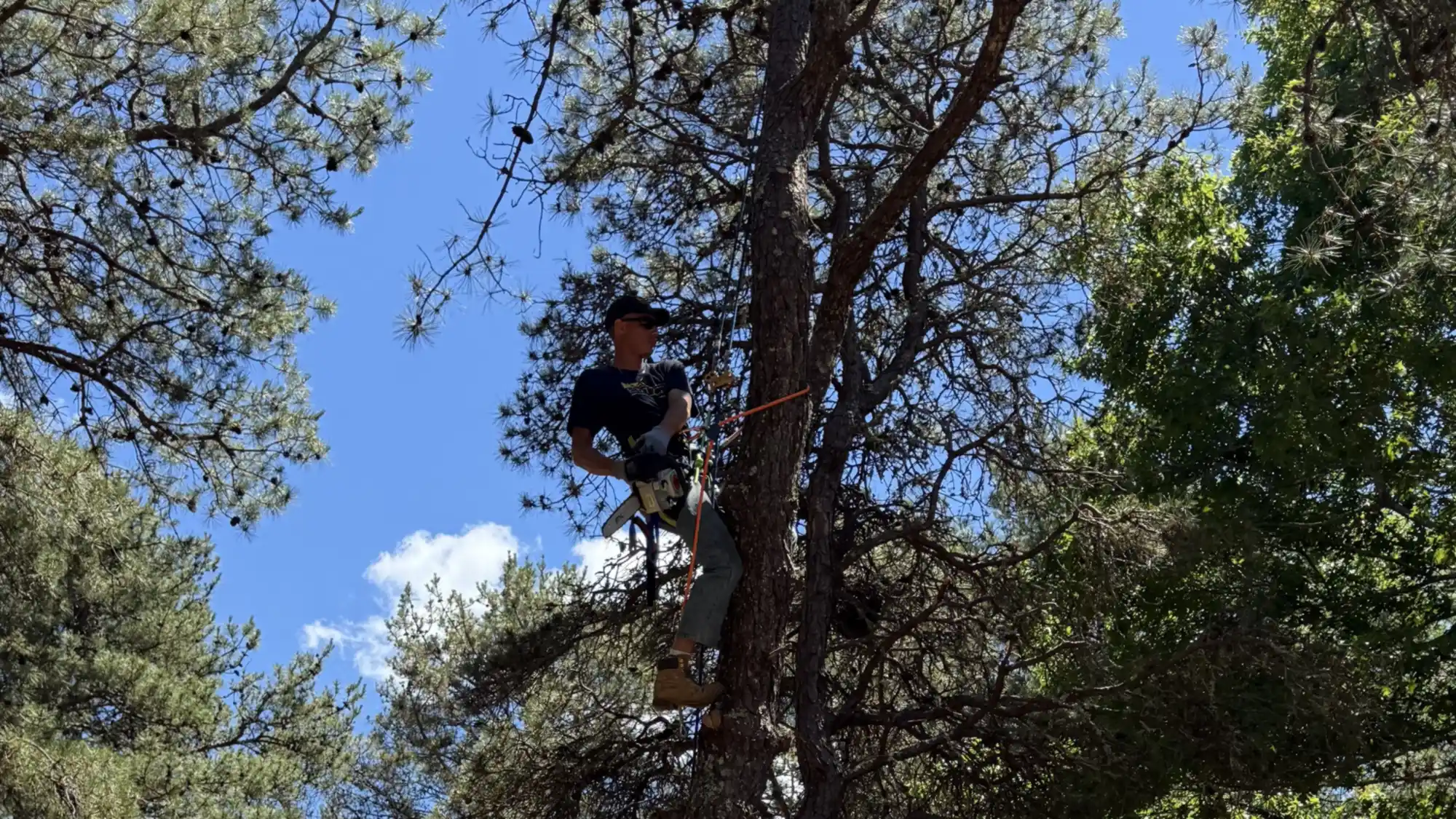 Climber high in the canopy of a large pitch pine during a rigged removal