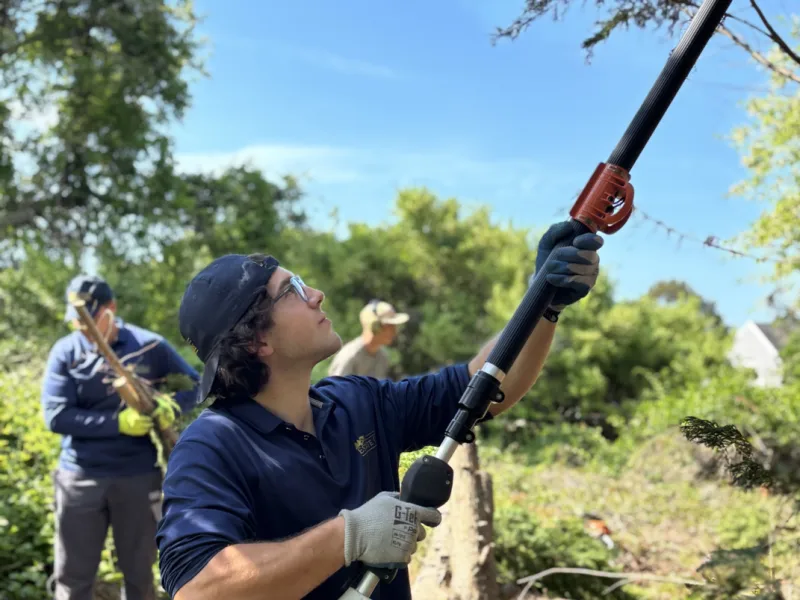 Arborist making a reduction cut with a pole saw