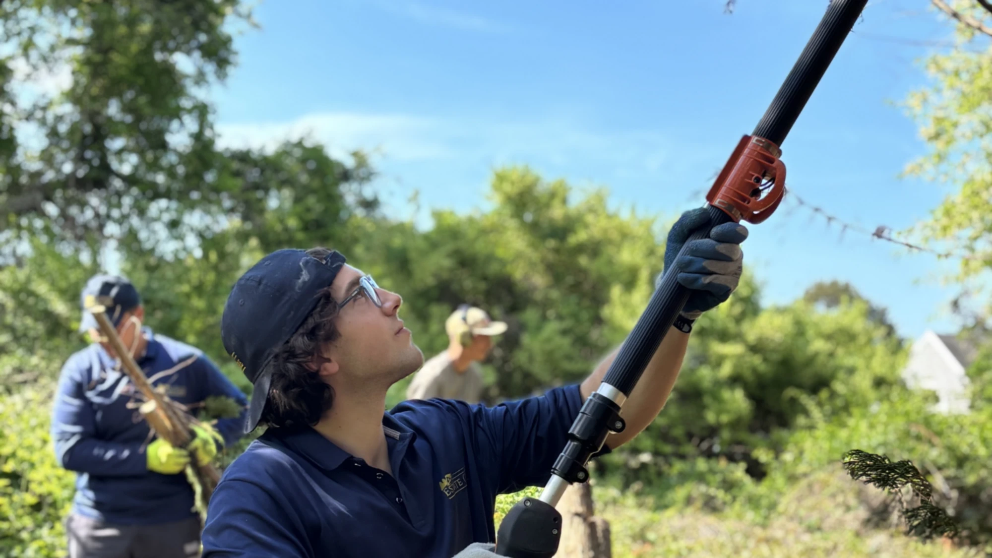 Arborist making a reduction cut with a pole saw, looking up into the canopy