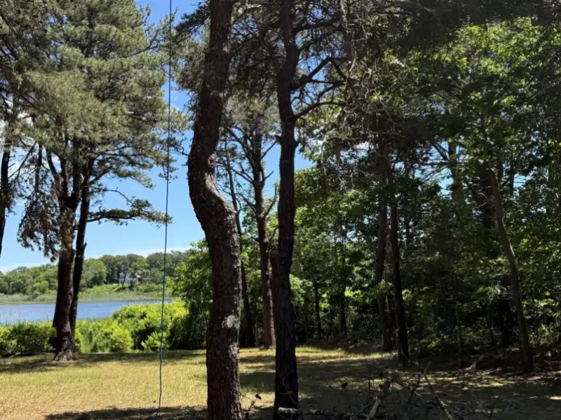 Water view opened through a stand of pines on a Vineyard shoreline property
