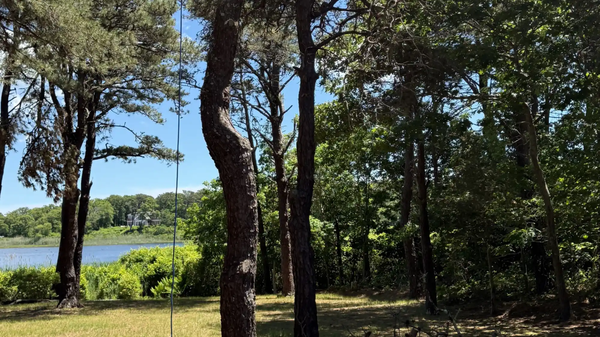 Water view opened through a stand of pines on a Vineyard shoreline property