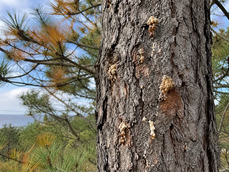 Thinning, discoloured canopy on a declining island tree