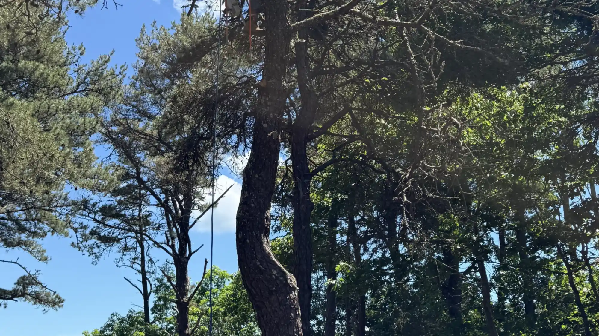 Stand of pitch pine on the edge of a Martha’s Vineyard pond