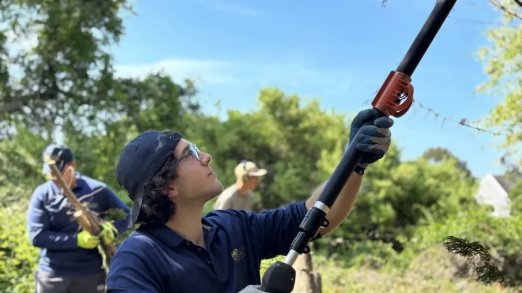 Arborist making a clean reduction cut on a damaged limb