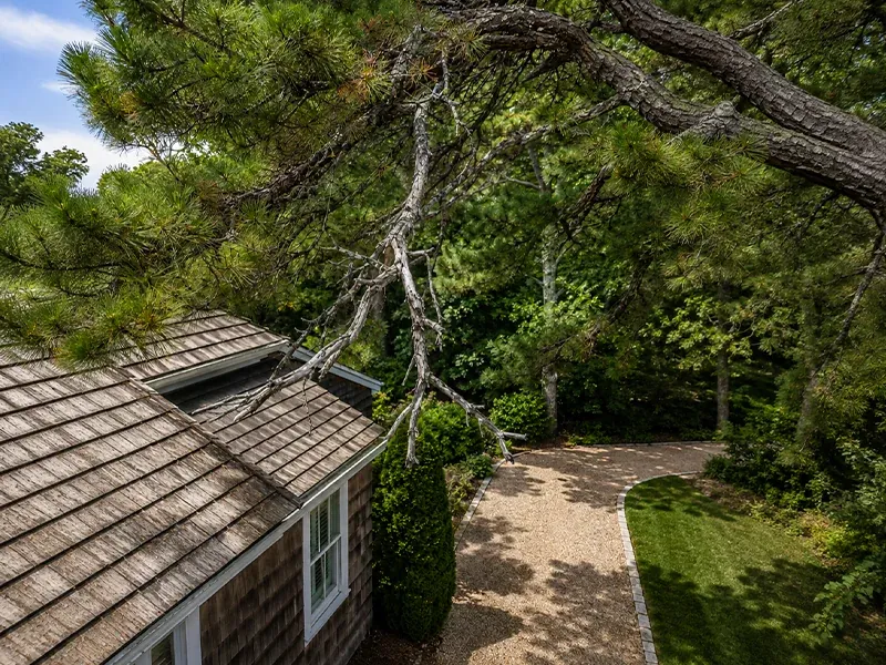 Pine canopy leaning out over the roof of a shingled house