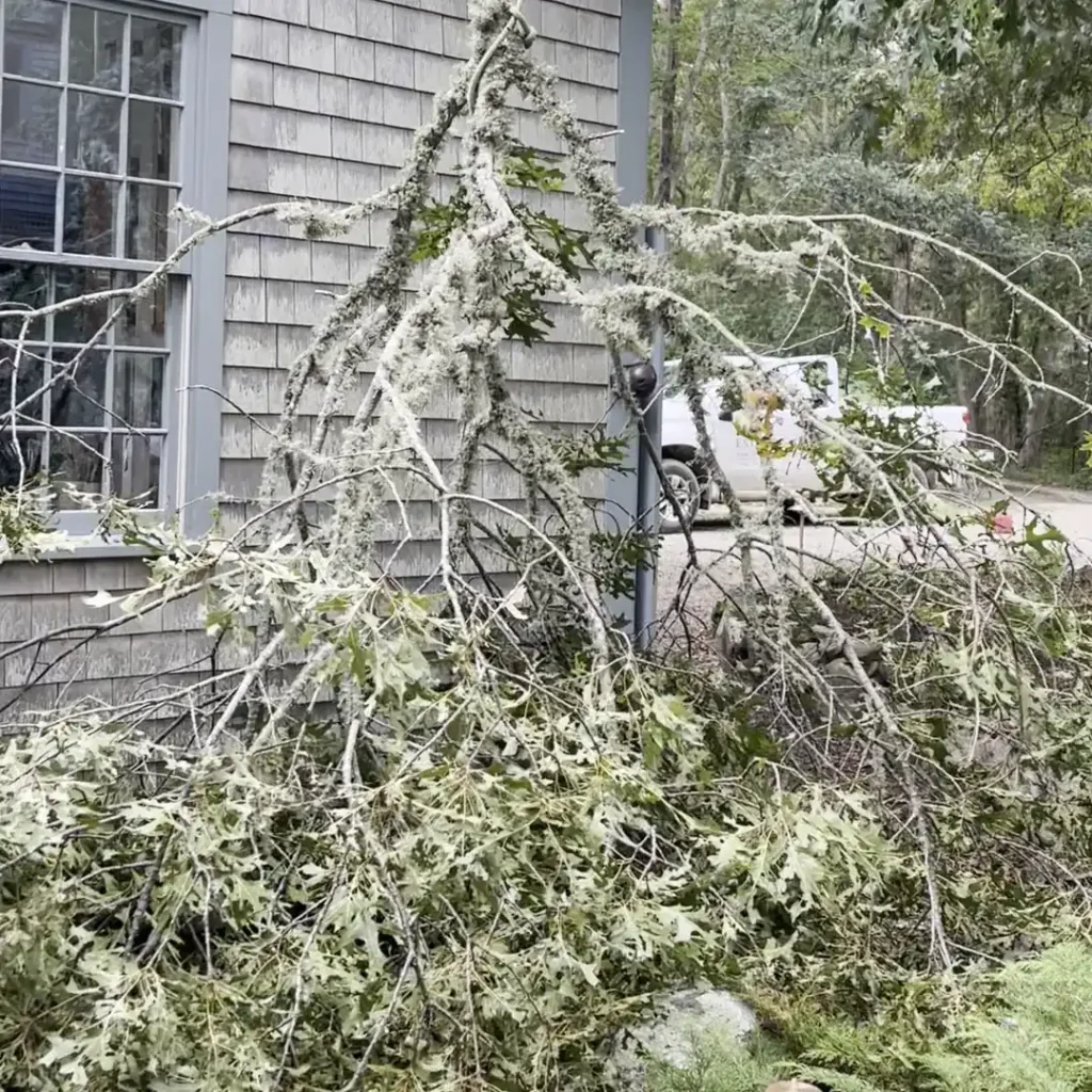 Broken oak limbs resting against a shingled house wall beside a window
