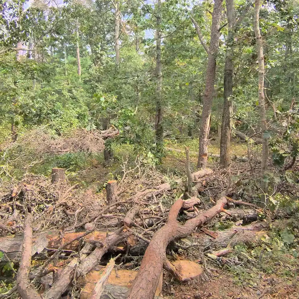 Pile of cut logs and brush with fresh stumps after a clearing job