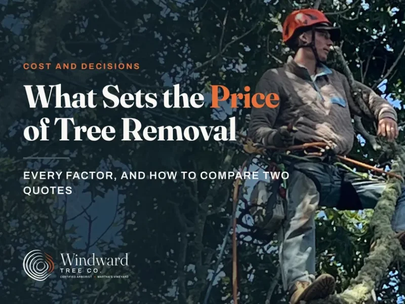 Windward climber in helmet and harness working high in an oak tree