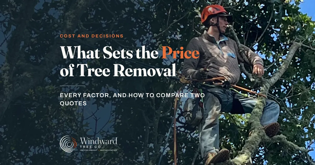 Windward climber in helmet and harness working high in an oak tree