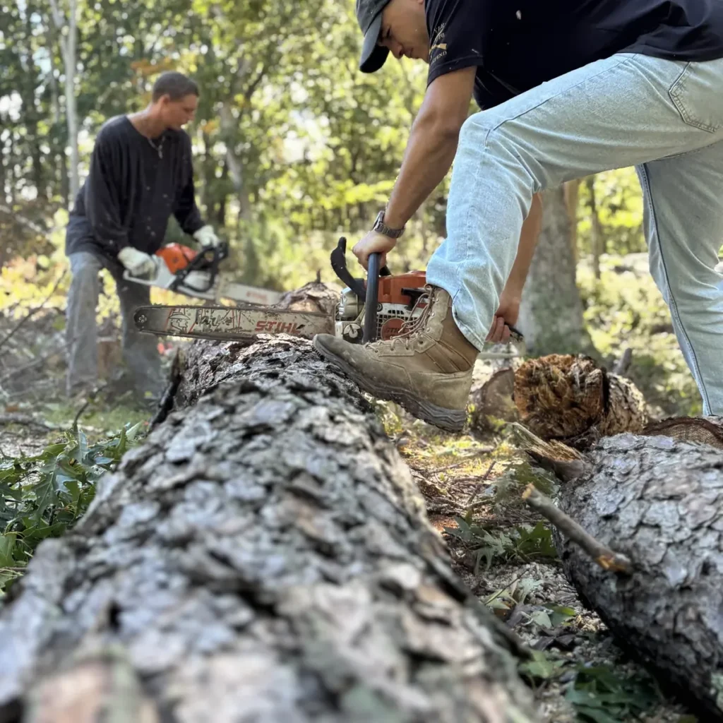 Two Windward crew members cutting a fallen pine log into sections with chainsaws