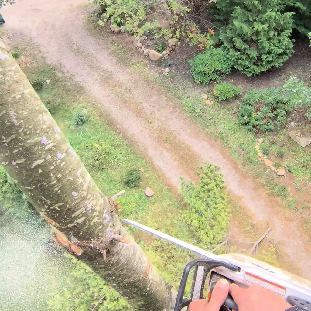 View down to a gravel driveway from a tree during a trunk cut